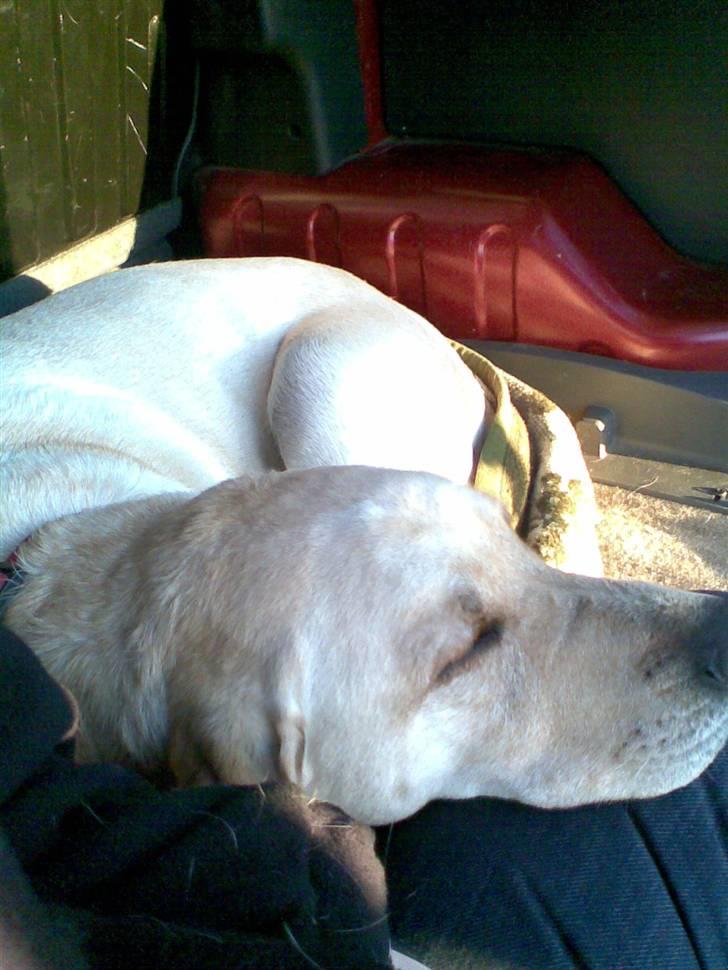 Labrador retriever Melanie billede 3