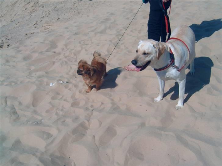 Labrador retriever Melanie billede 4