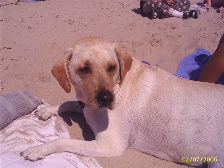 Labrador retriever Melanie billede 5