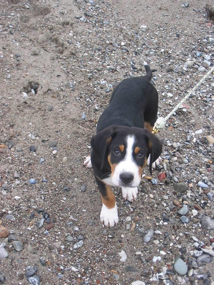 Grosser schweizer sennenhund Vitus billede 16