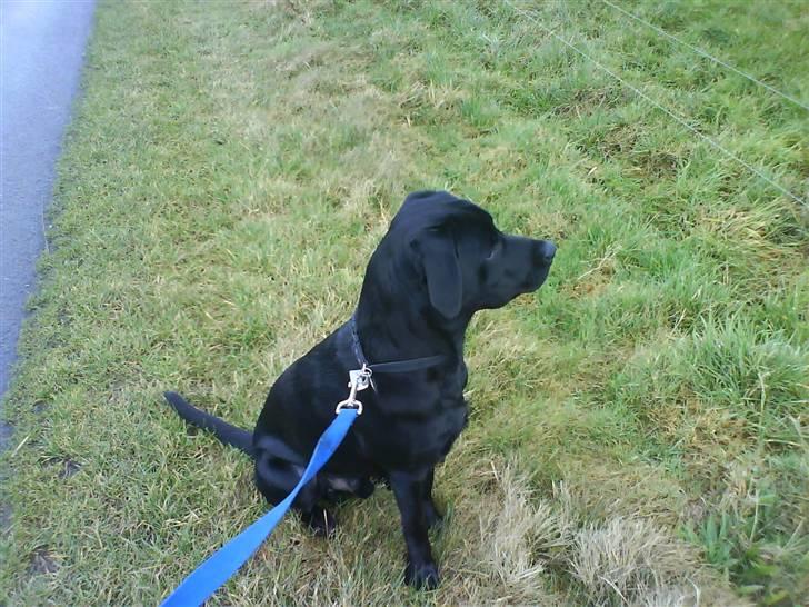 Labrador retriever Rofus <3Kærestens & min<3 - Holder lige øje med de der uldtotter på marken..  billede 7