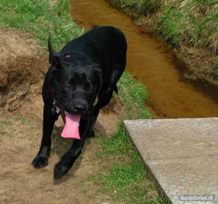 Labrador retriever Rofus <3Kærestens & min<3 - I hundeskoven i Stensbæk =) billede 8