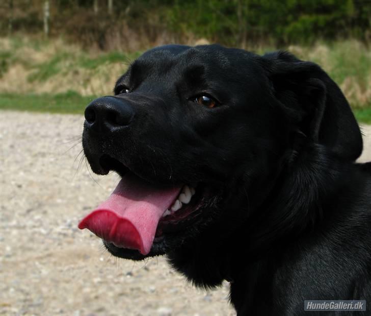 Labrador retriever Rofus <3Kærestens & min<3 billede 9