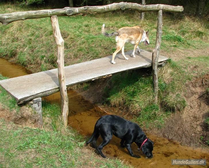 Labrador retriever Rofus <3Kærestens & min<3 billede 10