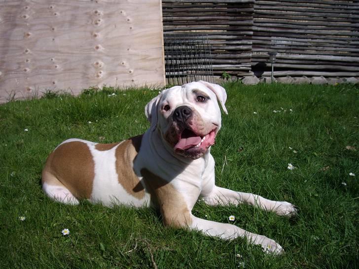 Amerikansk bulldog Rex - Dejlig solskinds vejr .. :o) billede 1