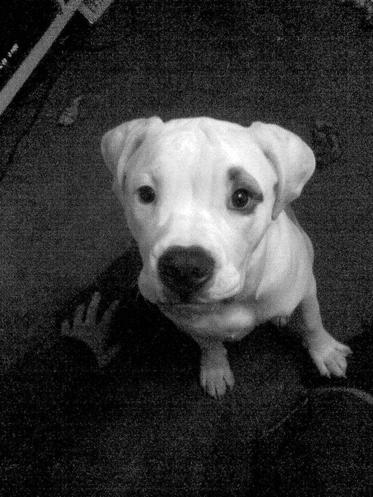 Amerikansk bulldog Rex - han venter på en hundekiks .. :) billede 2