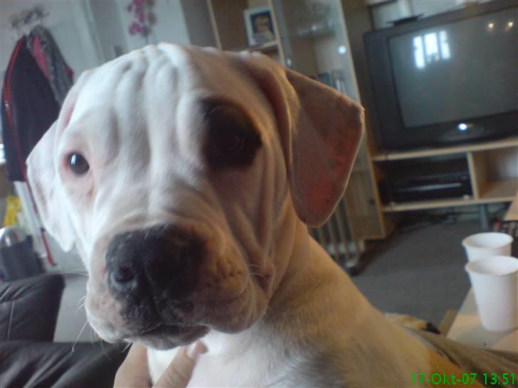 Amerikansk bulldog Rex - Den dag jeg fik han .. 12 uger .. billede 3