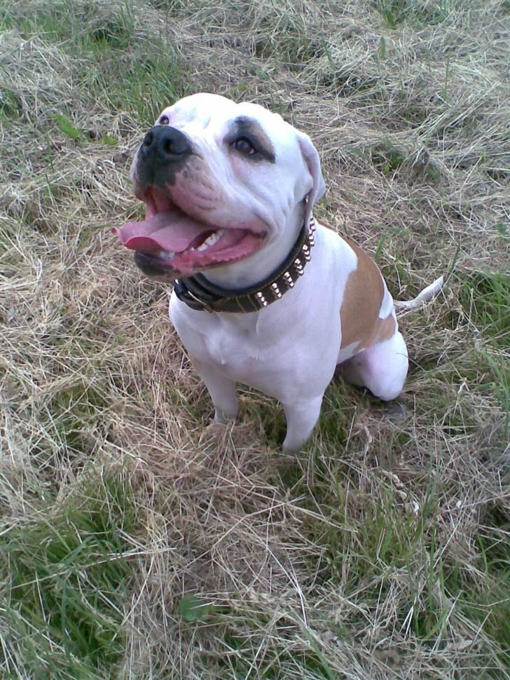 Amerikansk bulldog Rex billede 4