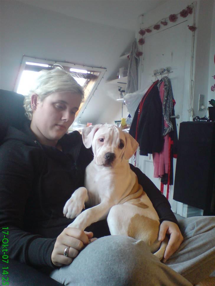 Amerikansk bulldog Rex - heeelt ny .. :o) billede 5