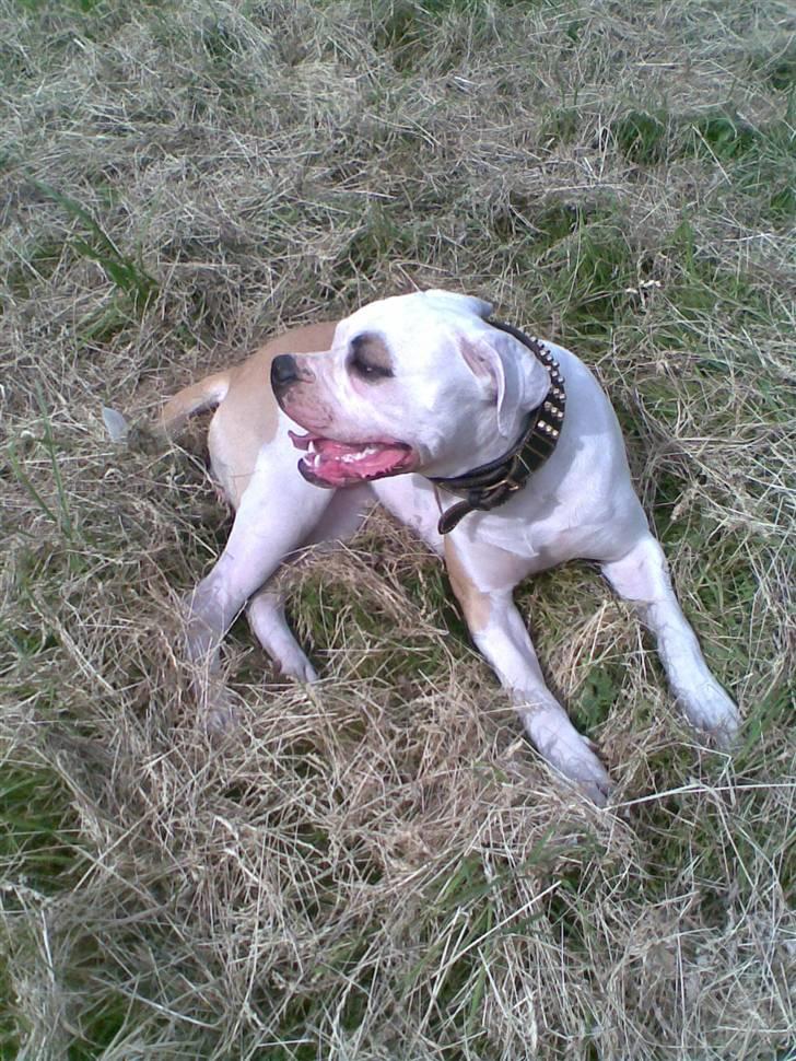 Amerikansk bulldog Rex billede 6