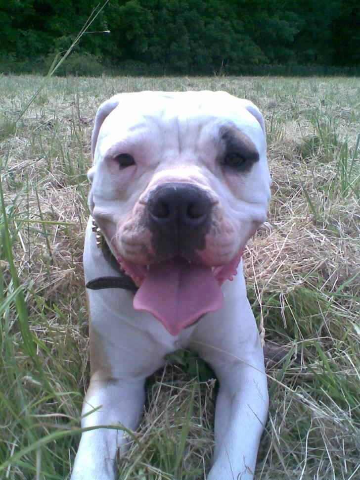 Amerikansk bulldog Rex billede 8