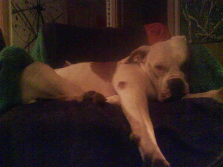 Amerikansk bulldog Nora Hund billede 19