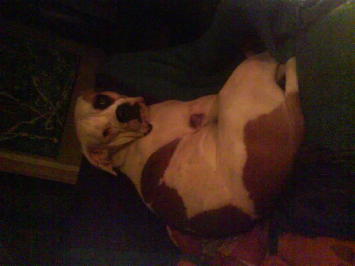 Amerikansk bulldog Nora Hund billede 20