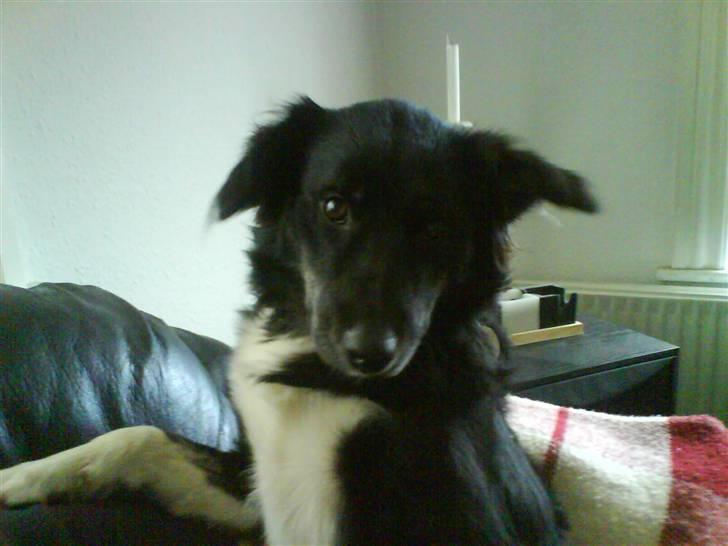 Blanding af racer Twist billede 1