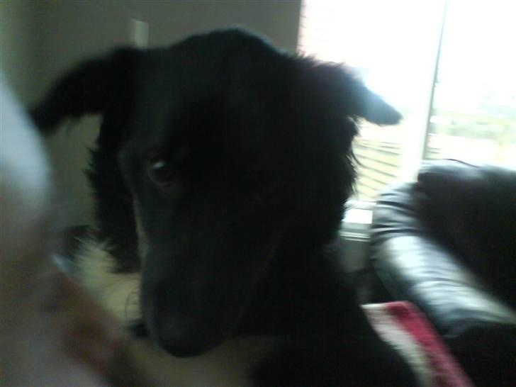 Blanding af racer Twist billede 2