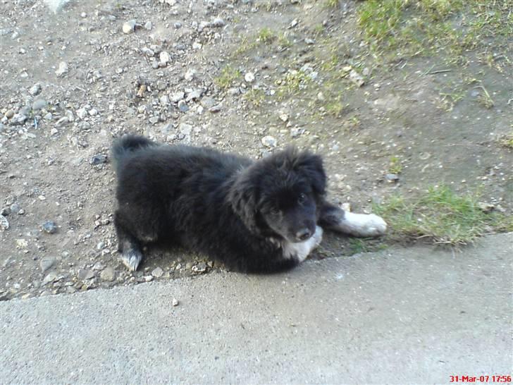 Blanding af racer Twist billede 3