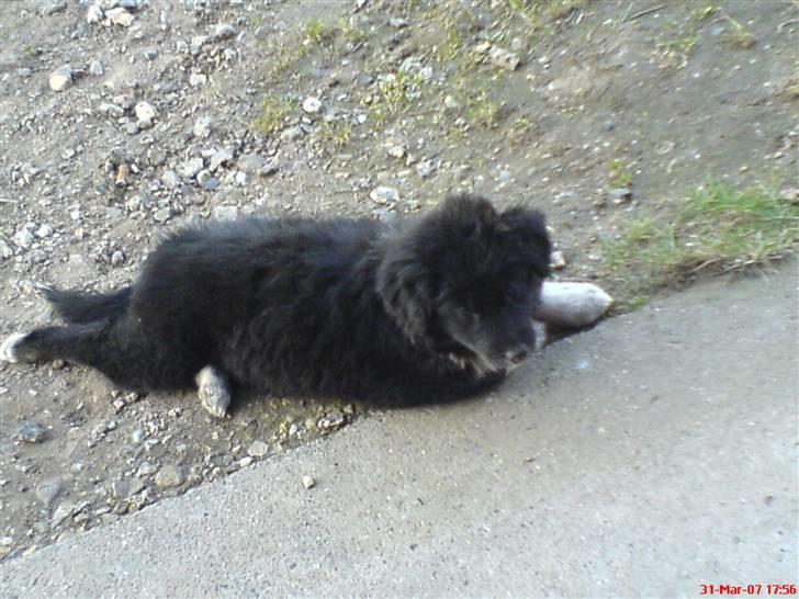 Blanding af racer Twist billede 4