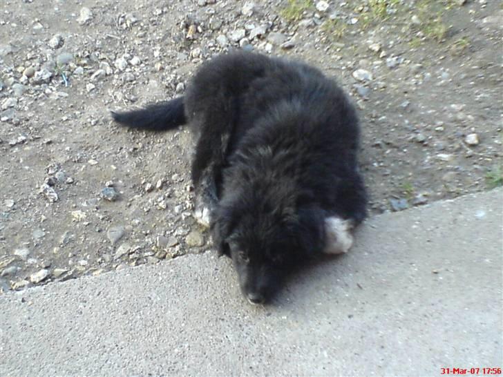 Blanding af racer Twist billede 5