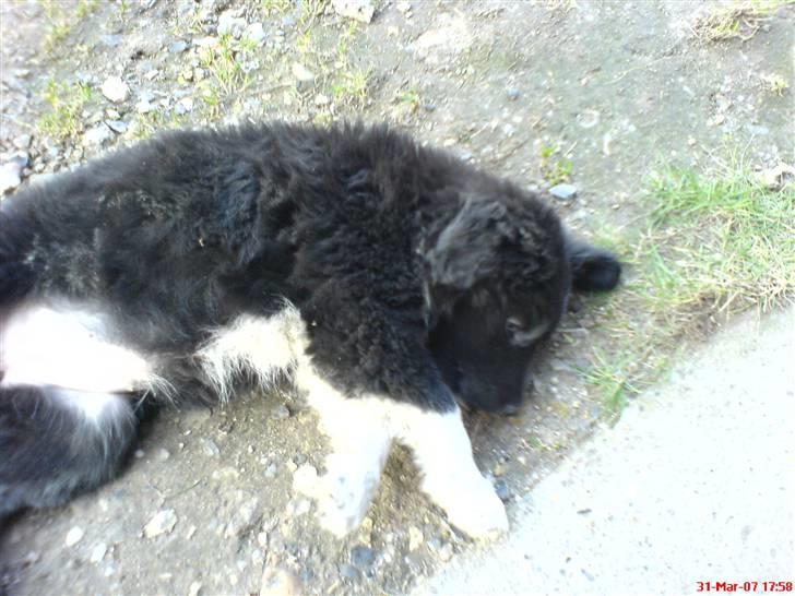 Blanding af racer Twist billede 6