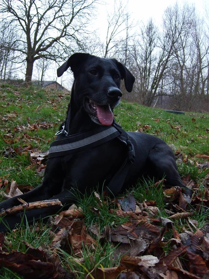 Labrador retriever Tulle billede 15