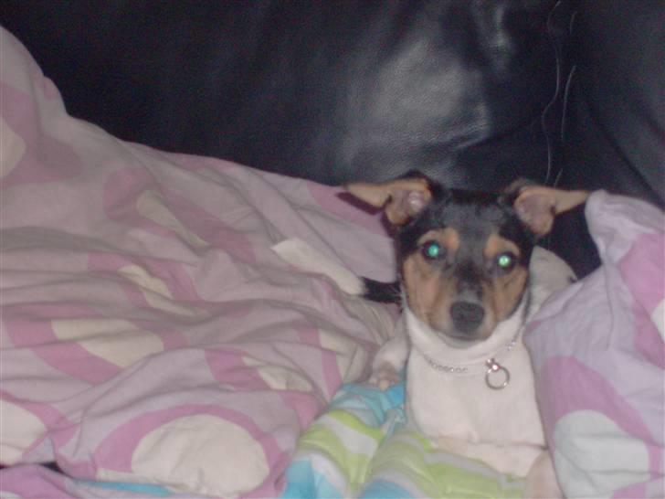 Dansk svensk gaardhund Kischa - Kischa er en sove tryne og har det best når hun ligger på en dyne eller under den. billede 1