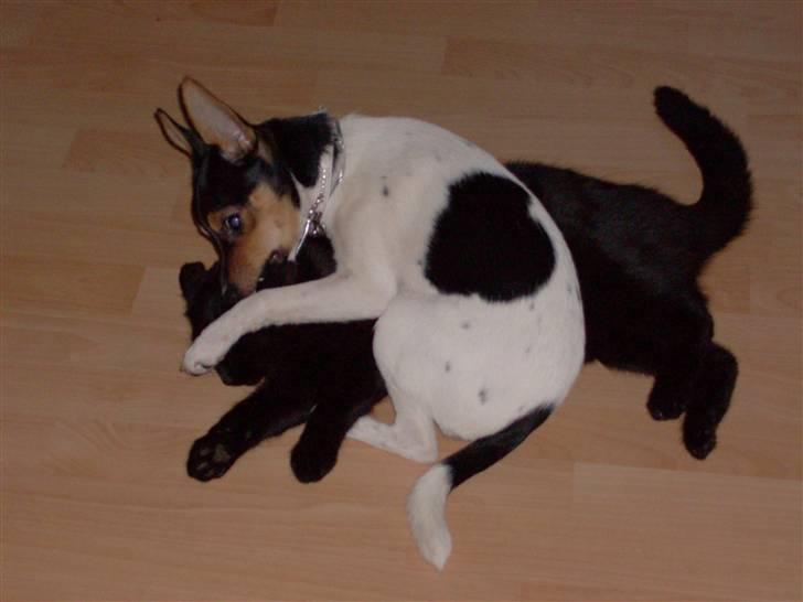 Dansk svensk gaardhund Kischa - Kischa der leger med vores kat Miv. billede 2