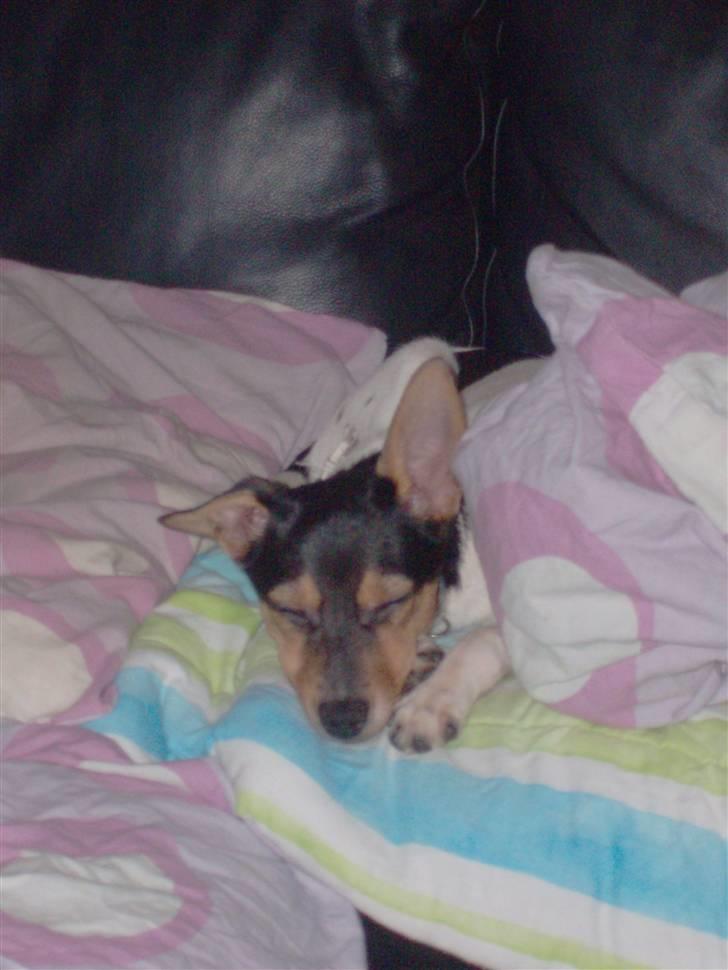 Dansk svensk gaardhund Kischa - som skrevet har Kischa det bedst med at ligge på en dyne billede 3