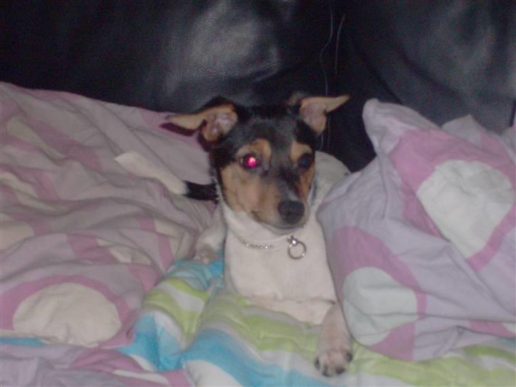 Dansk svensk gaardhund Kischa - Jaah hva sker der. billede 4