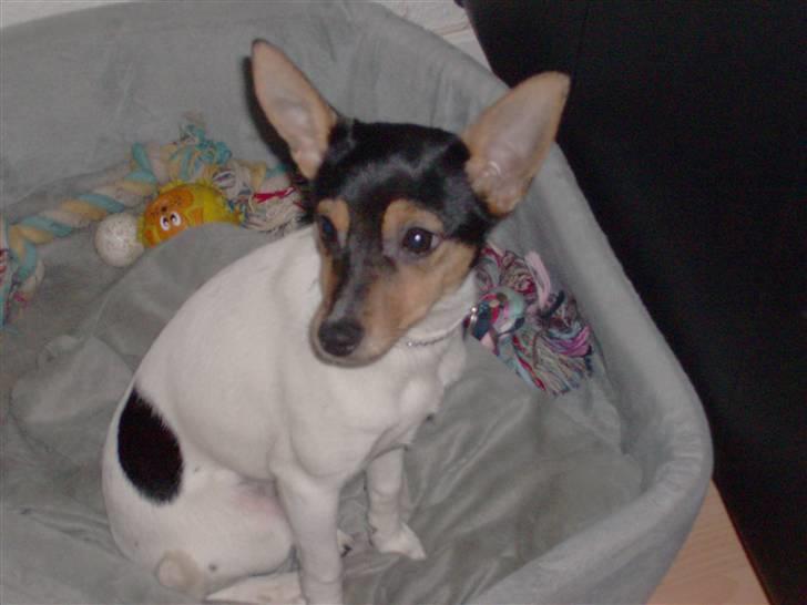 Dansk svensk gaardhund Kischa - Ikk billeder igen (heh) billede 5