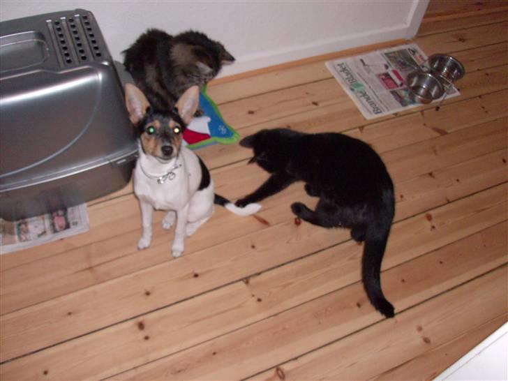 Dansk svensk gaardhund Kischa - Lad min hale være MIV! billede 6