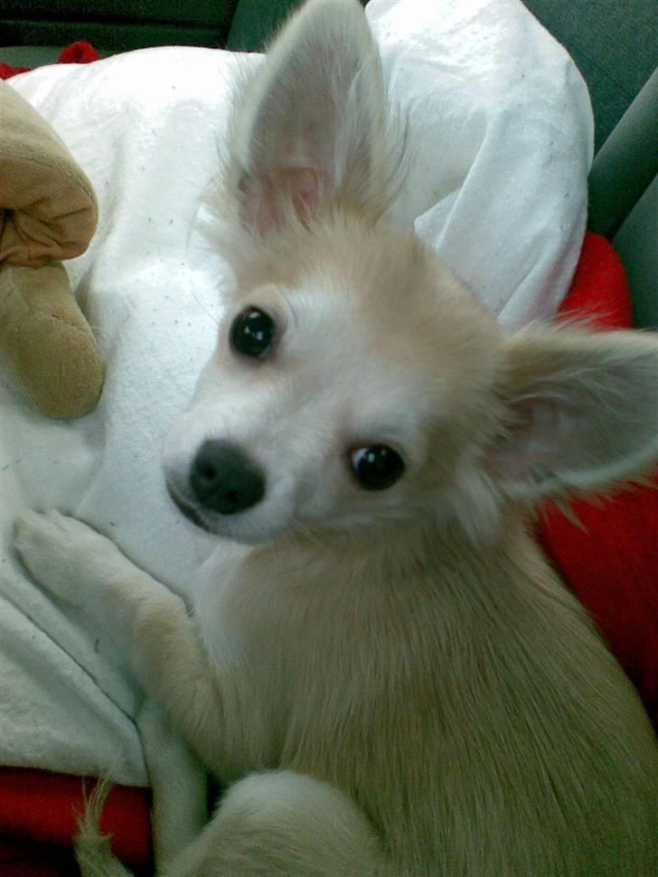 Chihuahua Dario - Er jeg ik bare sød ;) billede 1