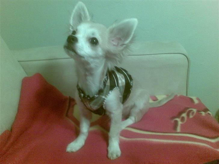 Chihuahua Dario - Er jeg ikke fin i min nye t-shirt, som min mor har lavet til mig :D billede 2