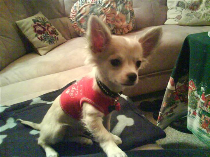 Chihuahua Dario - visning af en af mine advents gaver, jule t-shirt :D billede 3