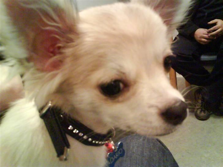 Chihuahua Dario - Nuttet, ikk ;) billede 4