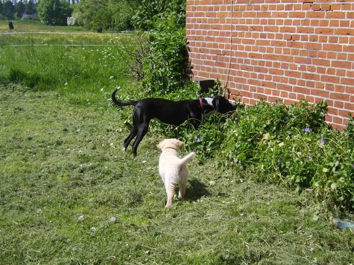 Blanding af racer Raja - Meget savnet billede 17