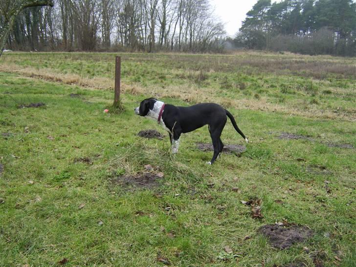 Blanding af racer Raja - Meget savnet billede 18