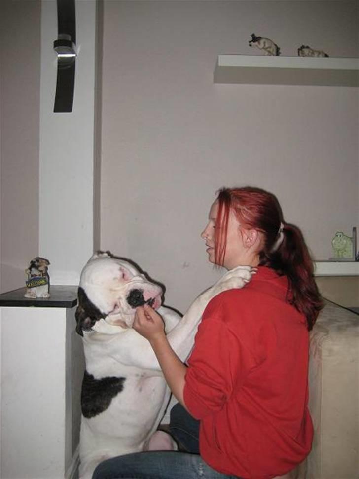 Amerikansk bulldog ben R.I.P 4/2-07-20/2-09 billede 6