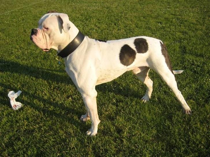 Amerikansk bulldog ben R.I.P 4/2-07-20/2-09 billede 7