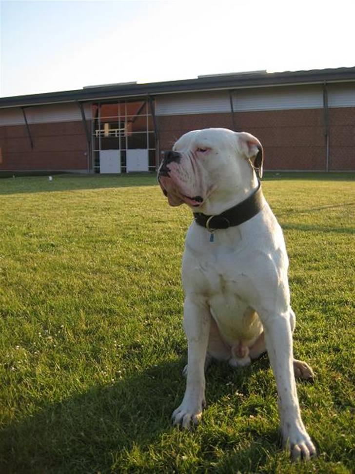 Amerikansk bulldog ben R.I.P 4/2-07-20/2-09 billede 8