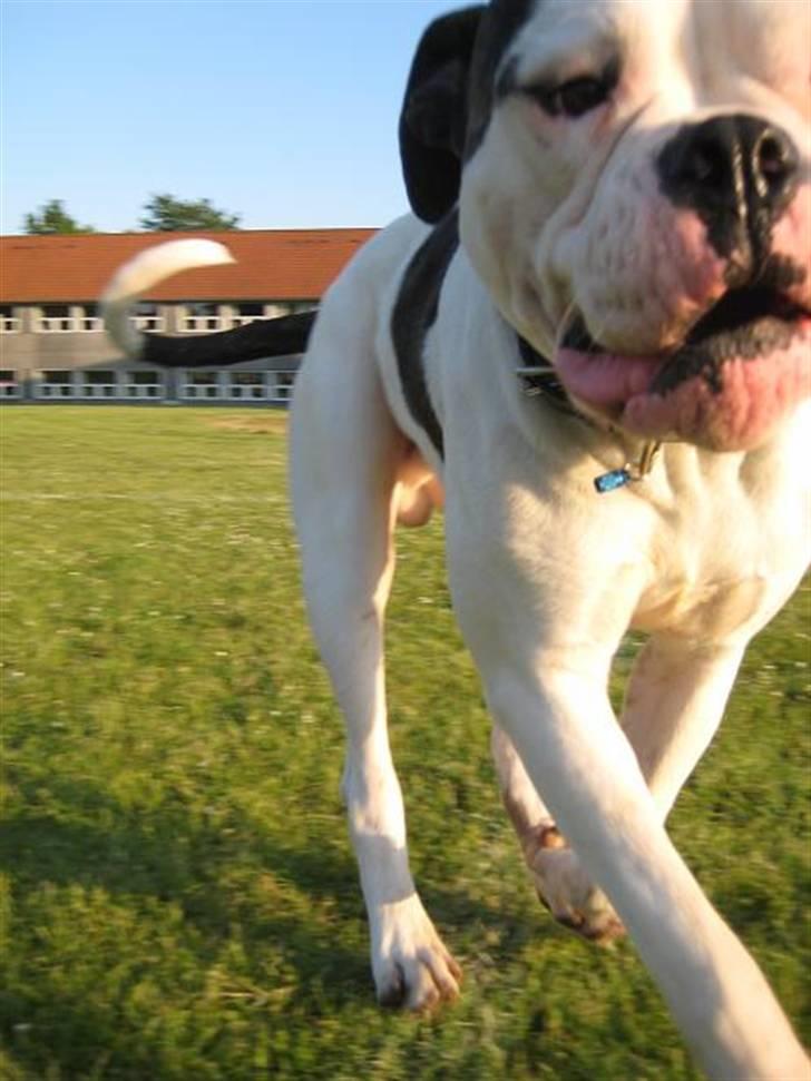 Amerikansk bulldog ben R.I.P 4/2-07-20/2-09 billede 9