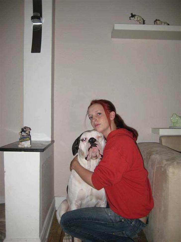 Amerikansk bulldog ben R.I.P 4/2-07-20/2-09 - nyt nyt - nu med rødt hår billede 10