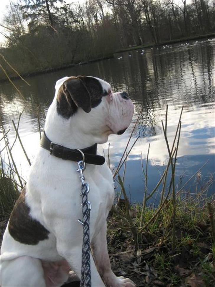Amerikansk bulldog ben R.I.P 4/2-07-20/2-09 billede 11