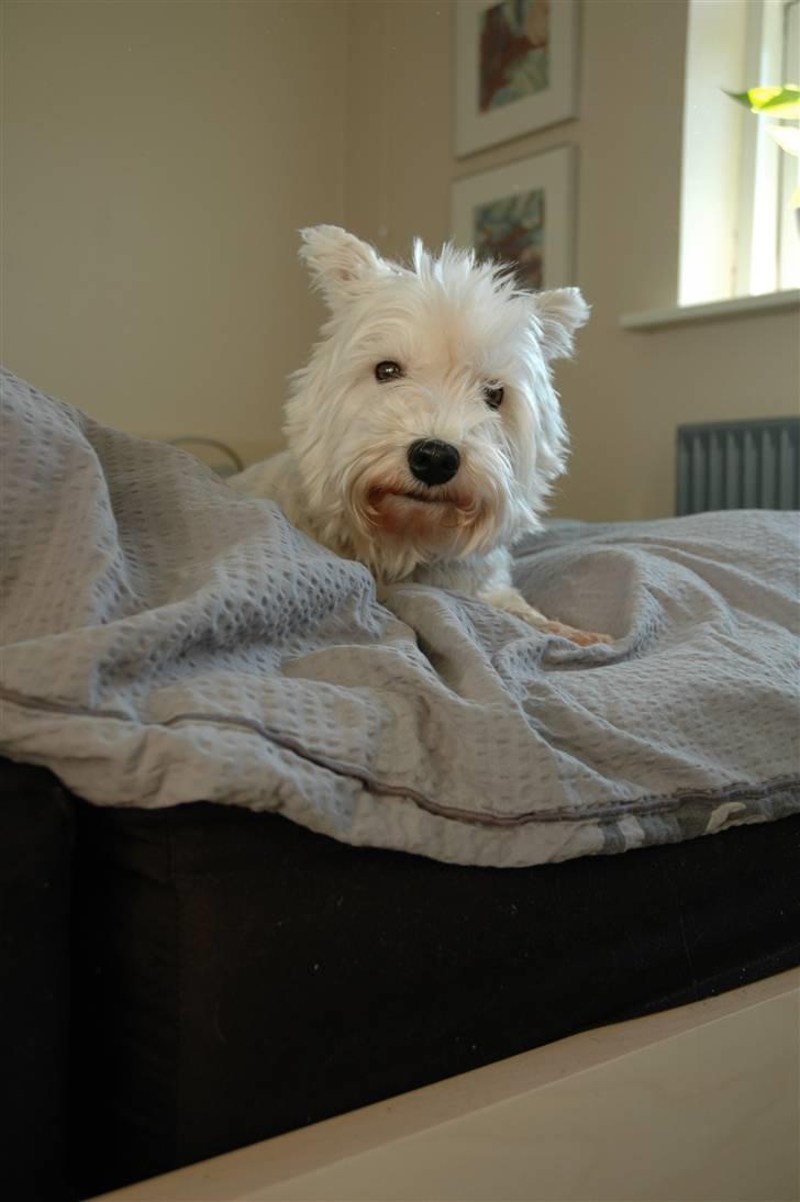 West highland white terrier Frække Frida billede 10