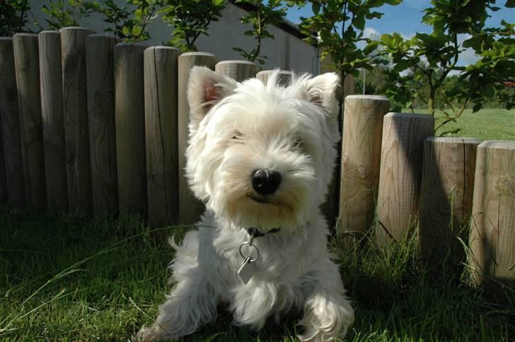 West highland white terrier Frække Frida billede 11