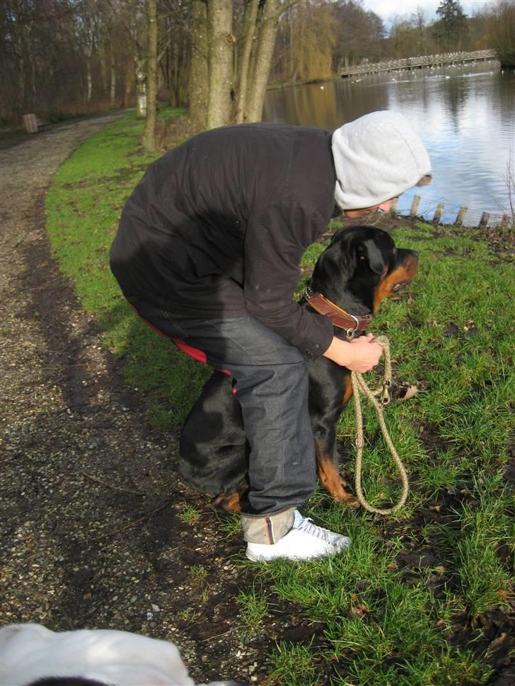 Rottweiler loca billede 11