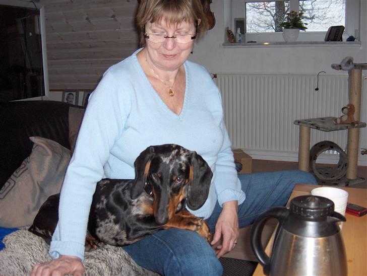 Gravhund Punch - Det er nu også trygt at sidde ved min mor. billede 2