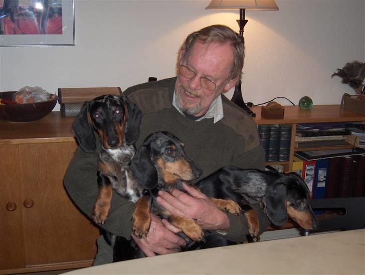 Gravhund Punch - Jeg kommer fra denne smukke flok, min mor sidder i midten billede 3