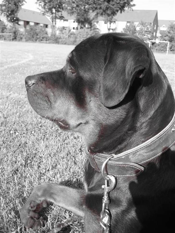 Rottweiler loca billede 12