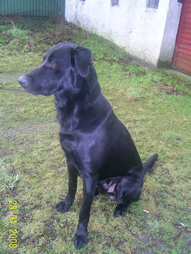 Blanding af racer Bailey - Hey der var missen da!! billede 18