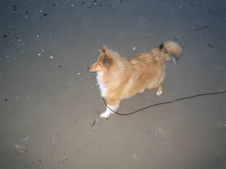 Shetland sheepdog Aslan (2009 død) billede 10